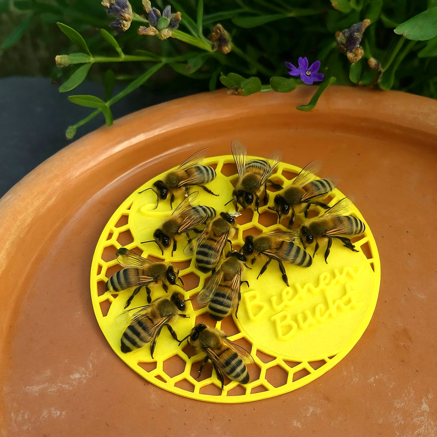 Bienen Bucht Insektentränke: Die Rettungsinsel für durstige Insekten