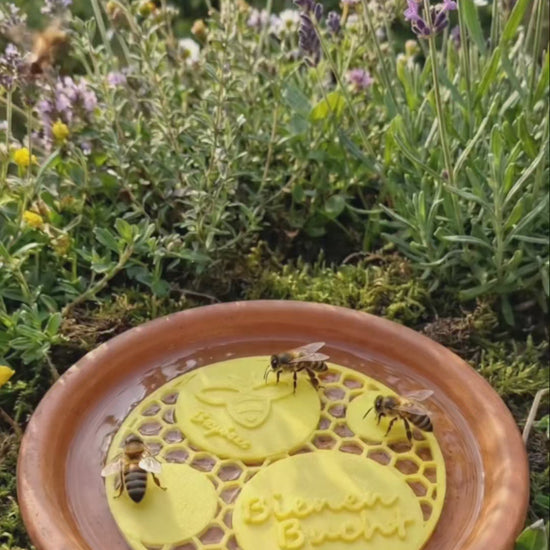 Bienen Bucht Klassik - Die nachhaltige Bieneninsel